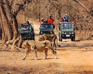 Gujarat-Diu-Sasan-Gir safari